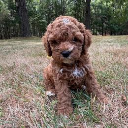 Georgie - GW - Buff and white female Cockapoo puppy in Egg Harbor City, New Jersey from Grace Given Cockapoos (GGC)