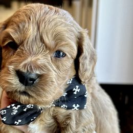 Koda - Red Cockapoo puppy in Roseville, California from Darby Park Doodles