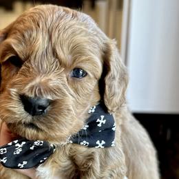 Koda - Red Cockapoo puppy in Roseville, California from Darby Park Doodles