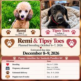 Poodle puppies from Seattle Sankofa Kennel Club