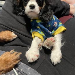 Cavalier King Charles Spaniel Puppies from Kimberlys Cavalier Palace