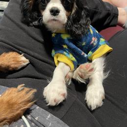 Cavalier King Charles Spaniel Puppies from Kimberlys Cavalier Palace