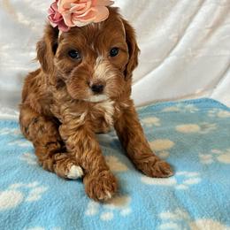 Angel - Red female Cavapoo puppy in Adrian, Oregon from ApplebyFarm