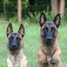 Belgian Malinois from Malinois v Cloven Hoof