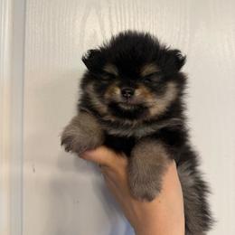 Maple - Black and tan female Pomeranian puppy in Lillington, North Carolina from Dignified Poms