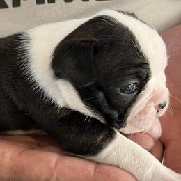 Boston Terriers from Joey's Family Texas Bostons