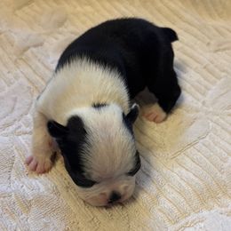 Girl 1 - Black and white female Boston Terrier puppy in Mc Donough, Georgia from Ballard Boston Terriers