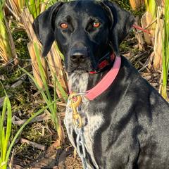 Hopi - German Shorthaired Pointer