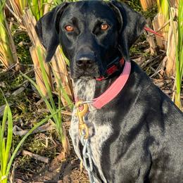 Hopi - German Shorthaired Pointer