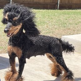 Shasta - Poodle