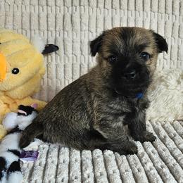 Boy blue - Cream brindle male Cairn Terrier puppy in Lore City, Ohio from Loves Kennel