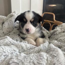 Zazu - Black and tan male Pembroke Welsh Corgi puppy in Washington from KB Corgis