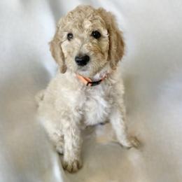 Bernedoodle Puppies from Bruce and Emma Doodles