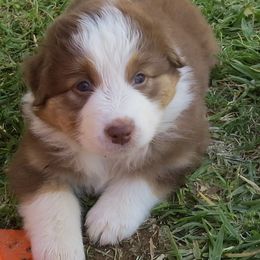 Australian Shepherd Puppies from Jamara Aussies