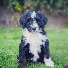 Bernedoodles and Cavapoos from SanTan Doodles