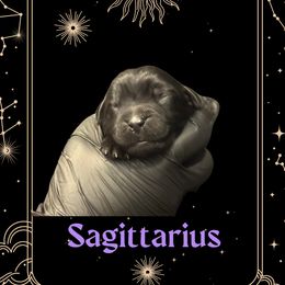 Sagittarius - Black male Newfoundland puppy in Tully, New York from Bear Paw Newfoundlands