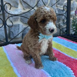 Franco - Apricot male Goldendoodle puppy in Mint Hill, North Carolina from DoodleForever