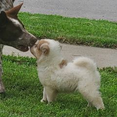 Sporty Mix Puppies from Eternal Symmetry
