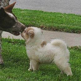 Sporty Mix Puppies from Eternal Symmetry