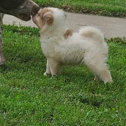 Sporty Mix Puppies from Eternal Symmetry