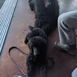 Poodle Puppies from Figz Poodles