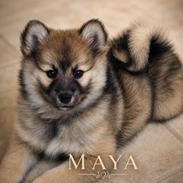 Maya (fka Fern ) - Wolf sable female Pomsky puppy in Norfolk, Virginia from 'Brick'House Couture Pomskies
