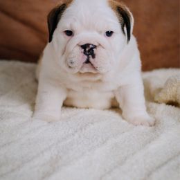 Willow - White female Bulldog puppy in Sabinal, Texas from Cazares Royal Lineage Bulldogs