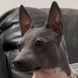 Tesla - American Hairless Terrier