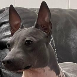 Tesla - American Hairless Terrier