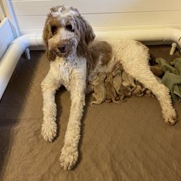 Boy 1 - Goldendoodle puppy in Midland, Michigan from Juengel Doodles