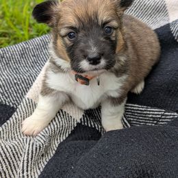 Fig (Orange Collar) - Sable female Pembroke Welsh Corgi puppy in Tonkawa, Oklahoma from Oaken Ridge Corgis