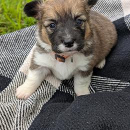 Fig (Orange Collar) - Sable female Pembroke Welsh Corgi puppy in Tonkawa, Oklahoma from Oaken Ridge Corgis