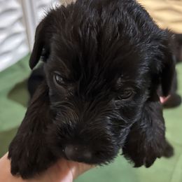 'Bio' Luminance-Green collar - Black male Giant Schnauzer puppy in Atoka, Oklahoma from Hannah's Haus & Farm