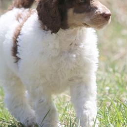 Poodle Puppies from Prodigy Farms Therapy Dogs