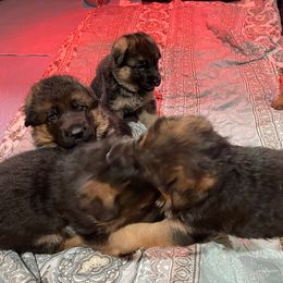 German Shepherd puppies from Emeraldoaks German Shepherds