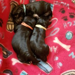 Miniature Schnauzer Puppies from Starbound Miniture Schnauzer's