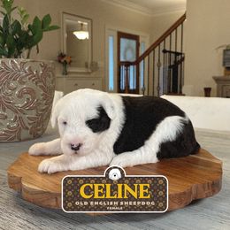 Celine - Gray and white female Old English Sheepdog puppy in Cleveland, Tennessee from Narrow Path Old English & Sheepadoodles