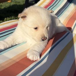 Snow - White female Pomsky puppy in Grandview, Washington from Alyssa’s Pomskies