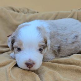 Pink collar girl - Red merle female Miniature American Shepherd puppy in Lexington, Kentucky from Deuce's Den