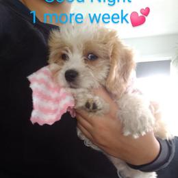 Cavachon and Poodle Puppies from My Furry Friends
