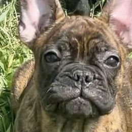 Boston Terriers and French Bulldogs from LEB