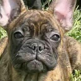Boston Terriers and French Bulldogs from LEB