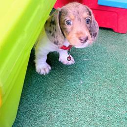 Richie - Dapple male Dachshund puppy in Acton, California from DTR