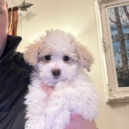 Jessie Micro pink girl - Parti Goldendoodle puppy in Petoskey, Michigan from Petoskey Goldendoodles