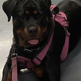 Rottweiler Puppies from Irish Eyes Kennels