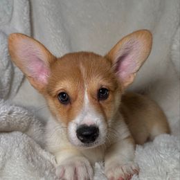 Max - Red male Pembroke Welsh Corgi puppy in Northwood, Iowa from Sorrel Sands Corgis