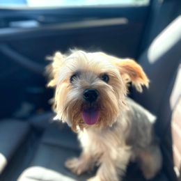 Beemer - Yorkshire Terrier