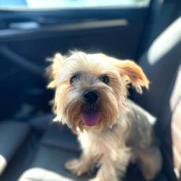 Beemer - Yorkshire Terrier