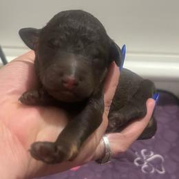 Boy 2 - Phantom male Poodle puppy in Calimesa, California from Teakwoodpoodleofsocal