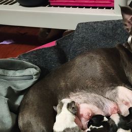 Boston Terriers from Sara Mason